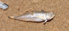 Echiichthys vipera