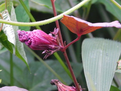 Hibiscus sabdariffa