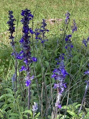 Salvia farinacea