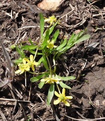 Ranunculus glaberrimus