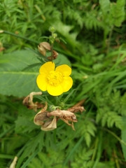 Ranunculus