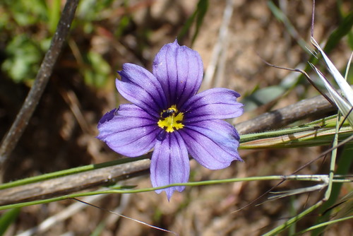 iNaturalist observation photo of western blue-eyed grass