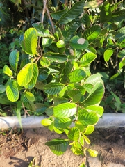 Tetracera