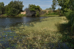 Pseudoraphis spinescens