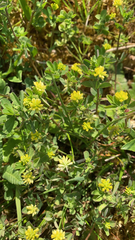 Trifolium dubium
