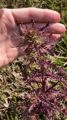 Pedicularis palustris