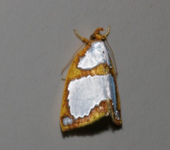 Titulcia confictella