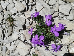 Viola cenisia