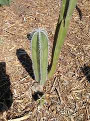 Lophocereus