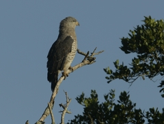 Circaetus fasciolatus