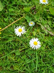 Bellis perennis