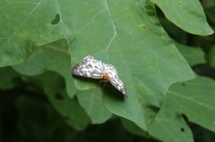 Abraximorpha davidii