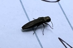 Agrilini