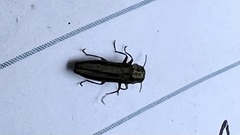 Agrilini