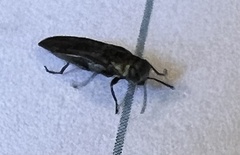 Agrilini