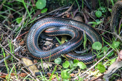 Farancia erytrogramma