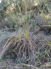 Xerophyta retinervis