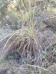 Xerophyta retinervis