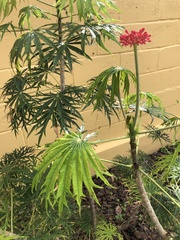Angiospermae