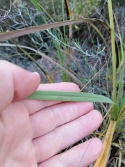 Xerophyta retinervis