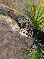 Pronolagus randensis