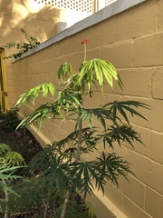 Angiospermae