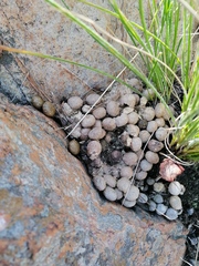 Pronolagus randensis