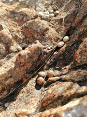 Pronolagus randensis