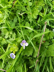 Veronica filiformis