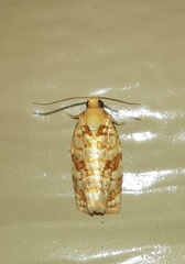 Archips georgiana