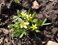Ranunculus glaberrimus
