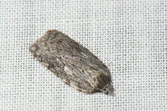 Acleris maximana