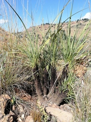 Xerophyta retinervis