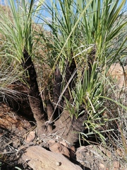 Xerophyta retinervis