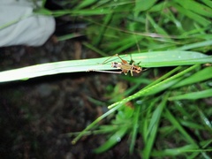 Conocephalus versicolor