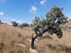 Protea caffra caffra