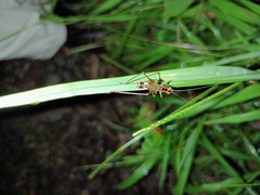 Conocephalus versicolor