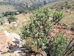 Lopholaena coriifolia