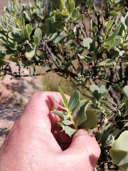 Lopholaena coriifolia