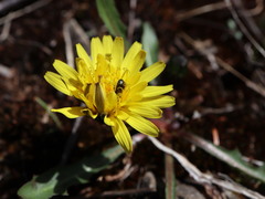 Taraxacum palustre