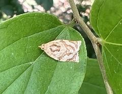 Adoxophyes privatana