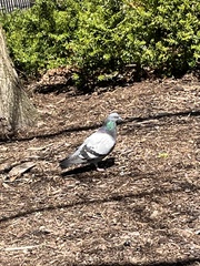 Columba livia domestica
