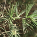 Asparagus retrofractus - Photo Ningún derecho reservado, subido por Di Turner
