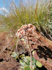Crassula swaziensis
