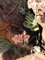 Crassula swaziensis