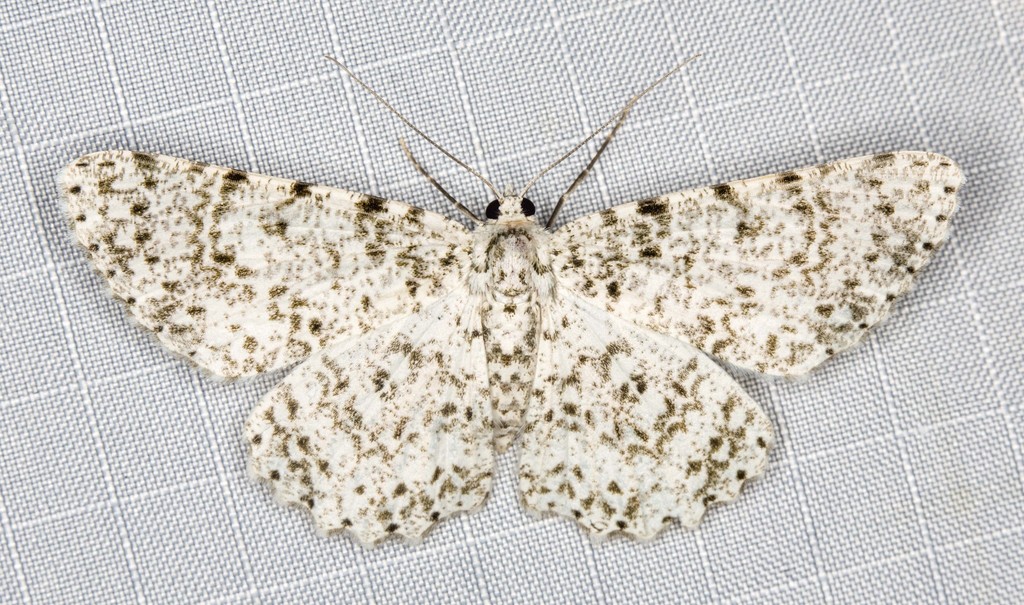 Catoria camelaria