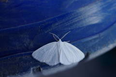 Lomographa vestaliata