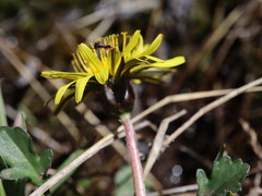 Taraxacum palustre