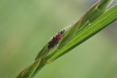 Dilophus tibialis breviceps