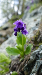 Primula latifolia